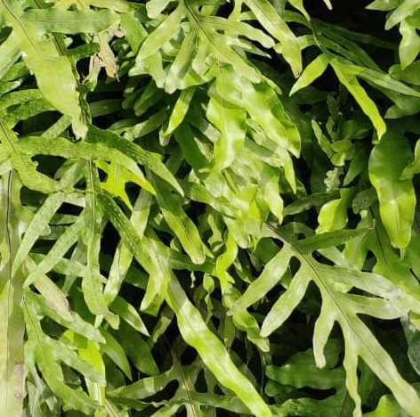 May Flowers Horticulture Installation 91